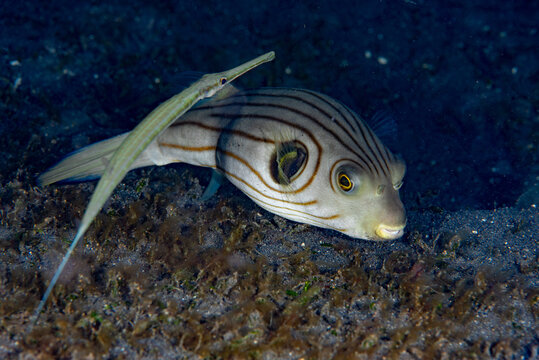 Narrow Lined Pufferfish Arothron manilensis