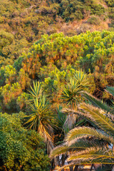 Fototapeta premium Green palm trees and bushes at Calabria seaside, Southern Italy