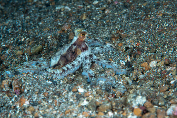 Indo-Pacific Longarm Octopuses Abdopus sp.