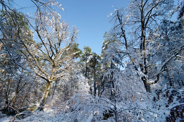 The Fontainebleau forest  is covered in snow. Apremont gorges