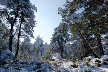 Fototapeta na wymiar The Fontainebleau forest is covered in snow. Apremont gorges