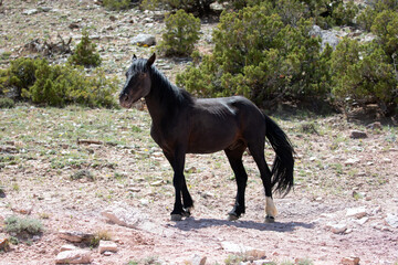 Bachelor black stallion wild horse on dry mineral lick hillside on Pryor Mountain in the western United States