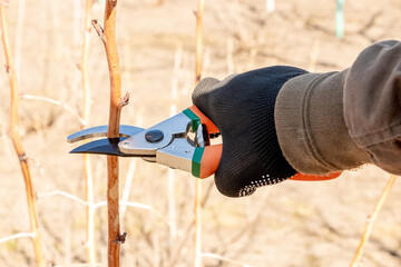 A gardener cuts a branch on a tree with the help of garden shears, secateurs
