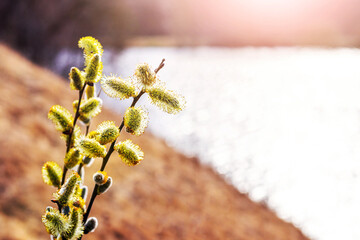 Willow branches with catkins near the river in sunny weather