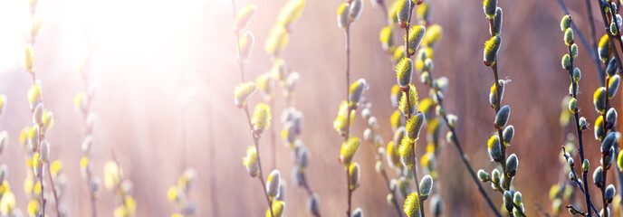 Spring easter background with willow branches with catkins in sunbeam