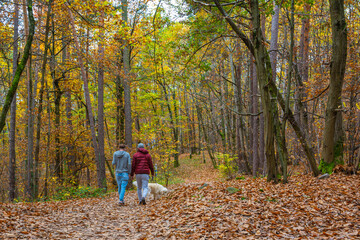 Fototapeta premium tourists walking alone along a forest path covered with fallen leaves in autumn - Monticolo forest nature reserve - Appiano, Bolzano province, Trentino Alto-Adige, Italy, Europe -
