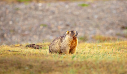 The marmot sits in the grass in the mountains, looks to the side, as if reading your text, studying, showing curiosity, interest. Copy space with place for text. Landscape with wild animals.