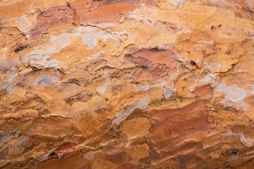 Texture of a brown tree