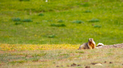 The marmot sits in the grass in the mountains, looks to the side, as if reading your text, studying, showing curiosity, interest. Copy space with place for text. Landscape with wild animals.