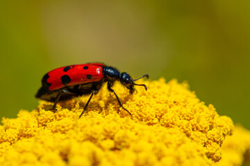 Red beautiful beetle on a yellow flower. The common red soldier beetle Rhagonycha fulva, also misleadingly known as the bloodsucker beetle, is a species of soldier beetle Cantharidae.