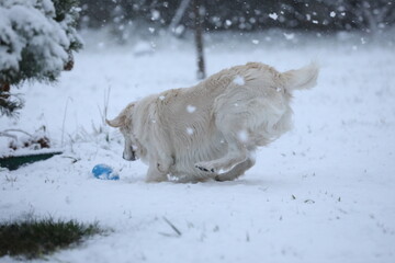 Cute golden retriever running and playing in the snow