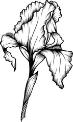 Linear iris flower. Hand drawn illustration. This art is perfect for invitation cards, spring and summer decor, greeting cards, posters, scrapbooking, print, etc.