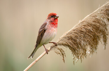 Common rosefinch ( carpodacus erythrinus ) male