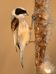 Penduline tit ( Remiz pendulinus ) - male