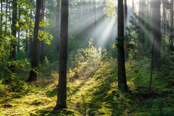 Beautiful sunny morning in green forest