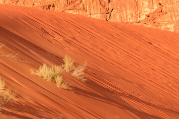 Dry plants, orange desert sand dune landscape background in Wadi Rum, Jordan