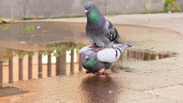Bird sex. Mating urban common pigeons close up. Animal reproduction in the wildlife. Fauna theme