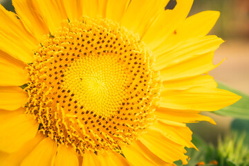 Close up and detail of a fibonacci sunflower