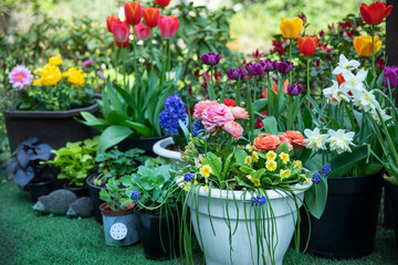 wiosenne kompozycje kwiatowe w ogrodzie, tulipany, narcyzy, hiacynty i jaskry na tle bujnej zieleni - obrazy, fototapety, plakaty