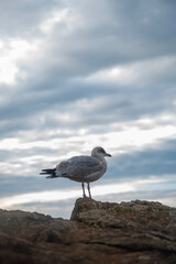 seagull on the beach