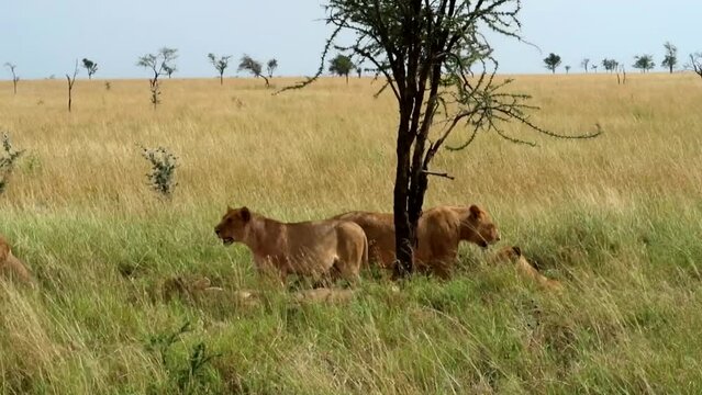 Tracking shot of a lioness lying down with others standing on guard in Serengeti