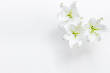 Naklejka na ściany i meble Flowers heads of white lilies. Floral mock up. Mourning or funeral background