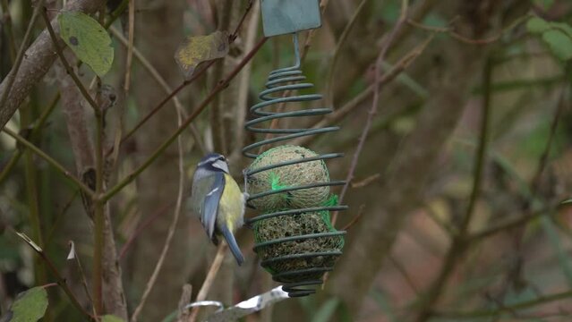 Cute Eurasian Blue Tit Bird At Garden Feeding From Fat Balls and Seed - Slow Motion