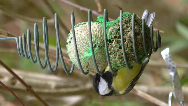 Great Tit Picking up Sunflower Seed From a Backyard Bird Feeder - Vertical Static