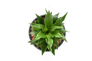 Green leaf home plant dracena pequena fragrance in black ceramic pot wulching clay balls on white