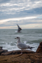 seagull on the beach