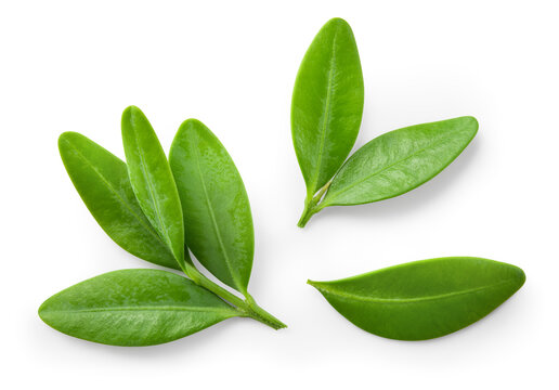 Blueberry leaf isolated. Blueberries top view. Blueberry leaves flat lay on white background with clipping path.