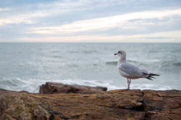 seagull on the rocks
