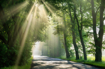 Fototapeta na wymiar Beautiful sunrays in avenue of green trees