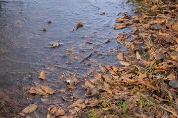 Dry leaves in icy lake