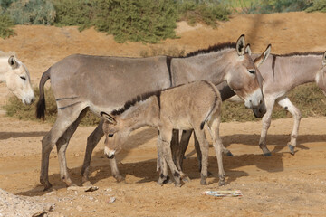 Donkeys with cub graze in Senegal, Africa. Farm in Senegal, Africa. Livestock in Africa. African domestic animal. Donkey: hoofed mammal in family Equidae, horse. Equus africanus asinus or Equus asinus