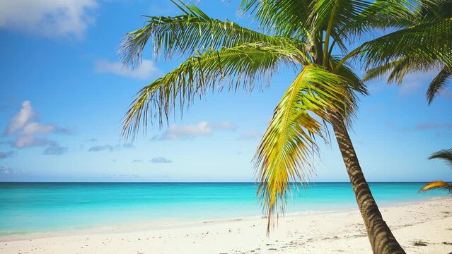 Nature of Egyptian beach with blue sea waves on sand. Bright colored palm branches sway in the wind against a blue sky. Azure sea and palm trees. Summer travel concept.