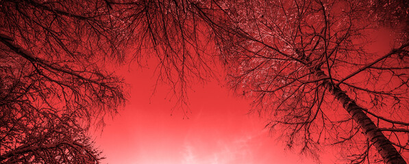 Frame of trees against the red sky. Birch branches are covered with snow. Horizontal banner
