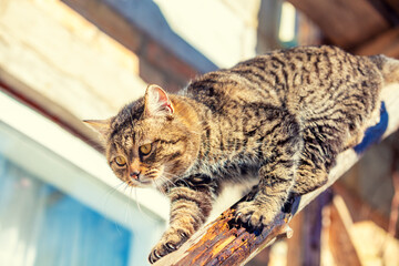 Cute cat climbing a wooden log in the yard