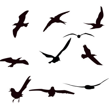 	
A Flock of Flying Birds. Vector shiluet