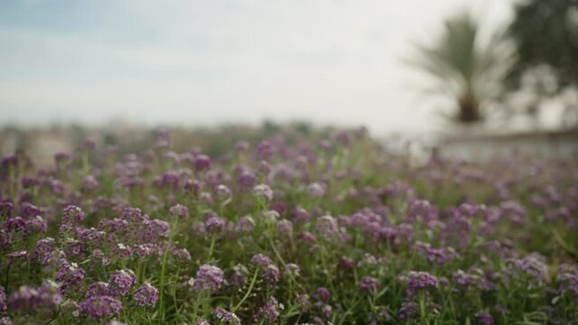 Purple Alyssum flower in cloudy weather. Close-up.