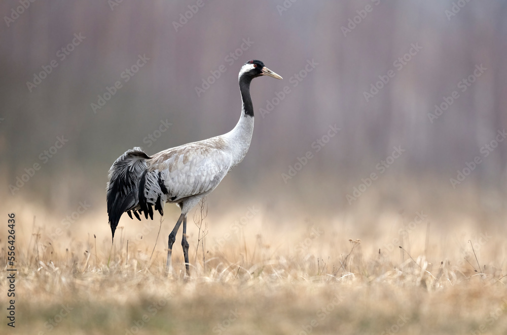 Canvas Prints common crane bird ( grus grus )