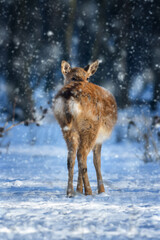 Female red deer on a snowy forest. Wildlife landscape with animal