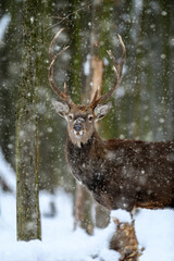 Naklejka na ściany i meble One adult red deer with big beautiful antlers on a snowy forest