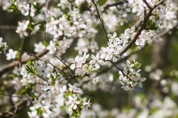 Flowers of the cherry tree. Spring blossoms on a sunny day.