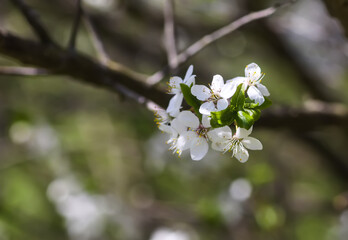 Flowers of the cherry tree. Spring blossoms on a sunny day.