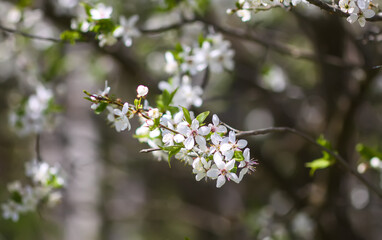 Flowers of the cherry tree. Spring blossoms on a sunny day.