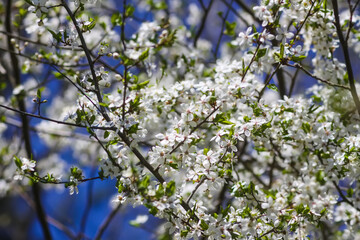 Flowers of the cherry tree. Spring blossoms on a sunny day.