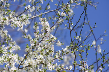 Flowers of the cherry tree. Spring blossoms on a sunny day.