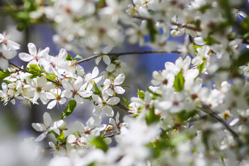 Flowers of the cherry tree. Spring blossoms on a sunny day.