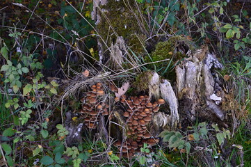 Mushrooms in Autumn in the Heath Lueneburger Heide, Walsrode, Lower Saxony